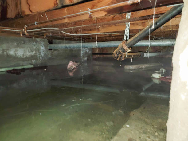 Best Water damage contractors near me  in North Lynnwood, WA